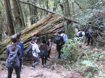 ①ヤクスギランド４