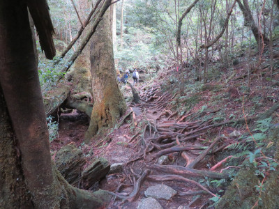 ①ヤクスギランド５