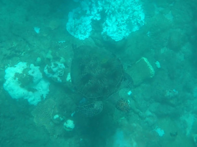 ②シュノーケリング３